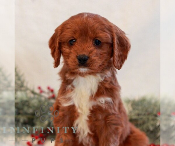 Medium Photo #1 Cavapoo (Miniature) Puppy For Sale in LITITZ, PA, USA