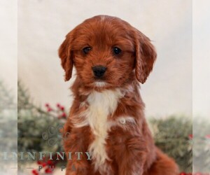 Cavapoo (Miniature) Puppy for sale in LITITZ, PA, USA