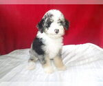 Puppy 2 Bernedoodle