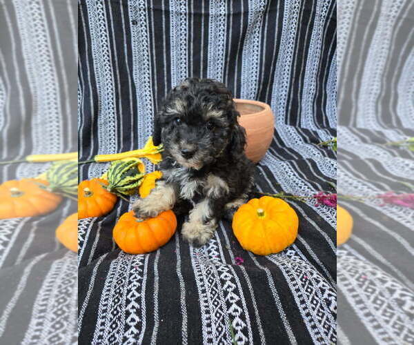 Medium Photo #1 Poodle (Miniature) Puppy For Sale in CANON CITY, CO, USA