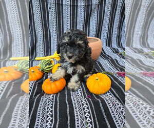Medium Poodle (Miniature)