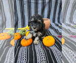 Puppy Zeus Poodle (Miniature)