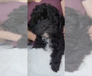 Maltipoo Puppy for sale in PLANT CITY, FL, USA