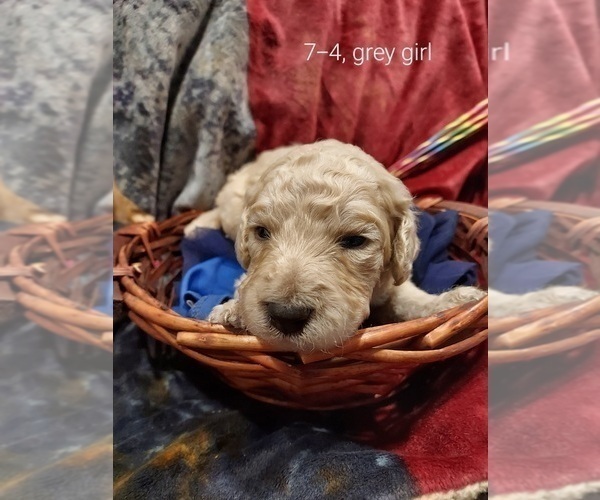 Medium Photo #56 Bordoodle Puppy For Sale in COPPERAS COVE, TX, USA