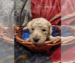 Small Photo #56 Bordoodle Puppy For Sale in COPPERAS COVE, TX, USA