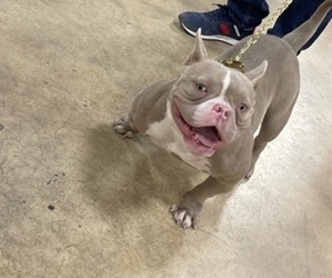 American Bully Puppy for sale in CAPE CORAL, FL, USA