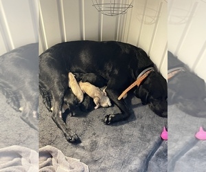 Labrador Retriever Puppy for Sale in TROUT RUN, Pennsylvania USA