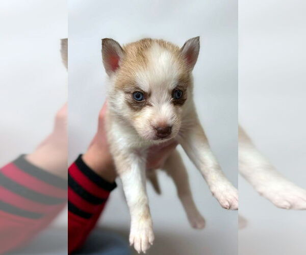 Medium Photo #1 Siberian Husky Puppy For Sale in Matawan, NJ, USA
