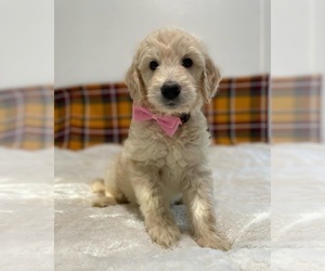 English Cream Golden Retriever-Poodle (Standard) Mix Puppy for sale in NORTH HIGHLANDS, CA, USA