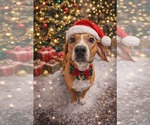 Small #2 Beagle Mix