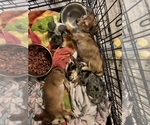 Small Photo #7 Chiweenie Puppy For Sale in CANDLER, NC, USA