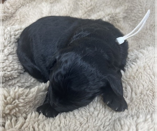 Medium Photo #28 Goldendoodle Puppy For Sale in PIERSON, FL, USA