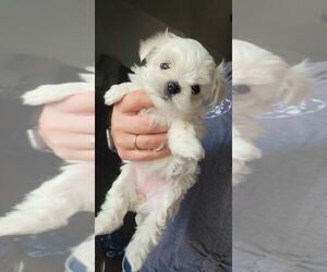 Maltese Puppy for sale in ROYAL OAKS, CA, USA