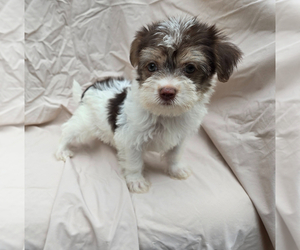Morkie Puppy for sale in CORNERSVILLE, TN, USA