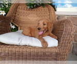 Puppy Max Goldendoodle