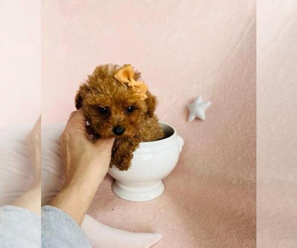 Medium Photo #13 Poodle (Toy) Puppy For Sale in THONOTOSASSA, FL, USA