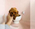 Small #1 Poodle (Toy)