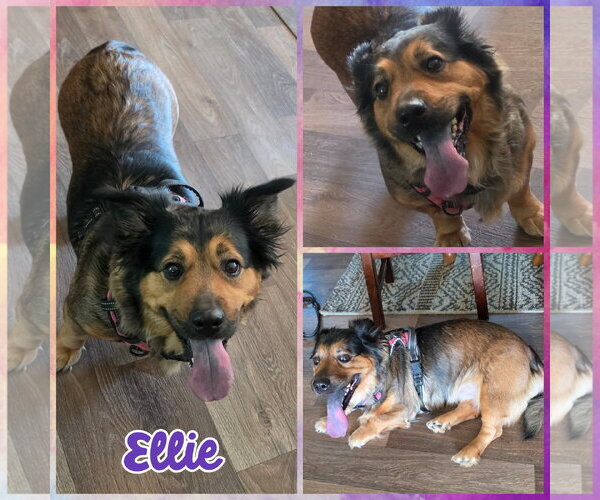 Medium Photo #1 Australian Shepherd-Unknown Mix Puppy For Sale in Blacksburg, SC, USA