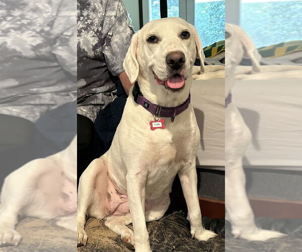 Medium Photo #2 Pointer-Unknown Mix Puppy For Sale in Boston, MA, USA