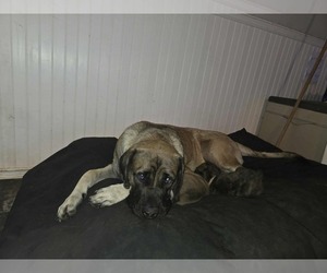 Mastiff Litter for sale in ONEIDA, TN, USA