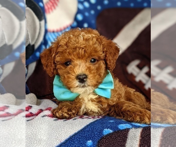Medium Photo #7 Poodle (Miniature) Puppy For Sale in KIRKWOOD, PA, USA