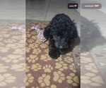 Small #1 Poodle (Toy)