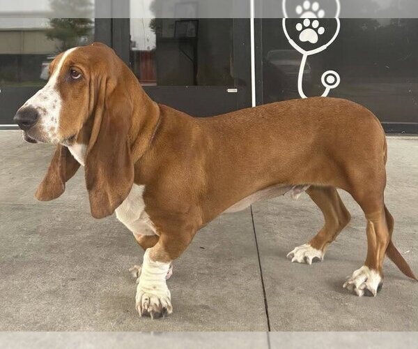 Medium Photo #3 Basset Hound Puppy For Sale in Deepwater, NJ, USA