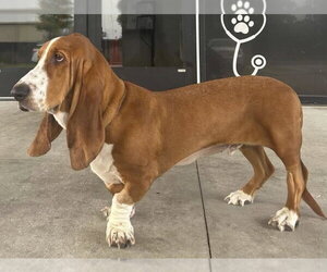 RUSTY - Male Basset Hound Dog for Adoption - Photo #3