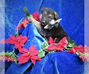 German Shepherd Dog Puppy for sale in HARTVILLE, MO, USA