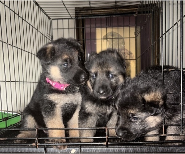 Medium Photo #11 German Shepherd Dog Puppy For Sale in SUMPTER TWP, MI, USA