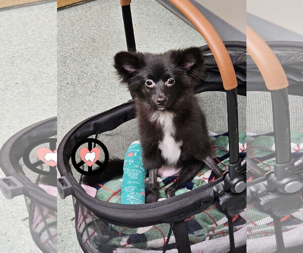 Medium Photo #7 Pomeranian-Unknown Mix Puppy For Sale in Lebanon, PA, USA