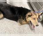 Small #1 Mutt
