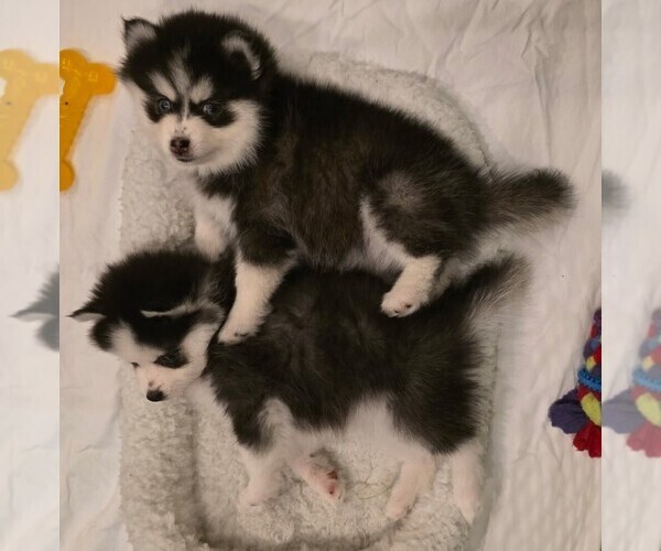 Medium Photo #15 Pomsky Puppy For Sale in DELAWARE, OH, USA