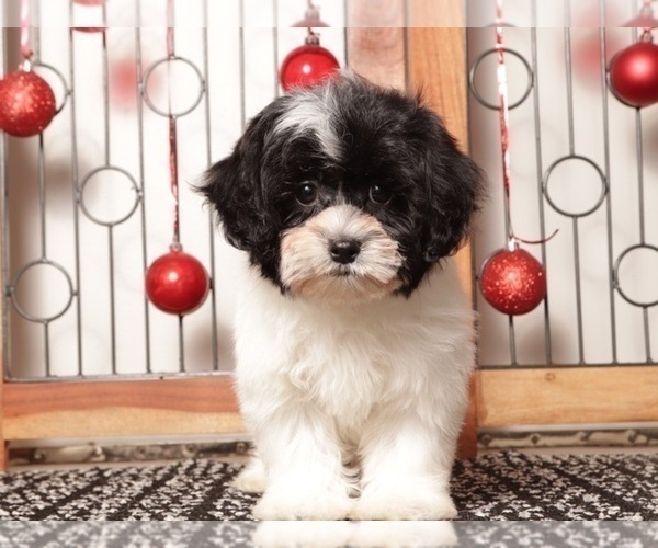 Medium Photo #1 Shih-Poo Puppy For Sale in NAPLES, FL, USA