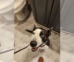 Small #2 Mutt