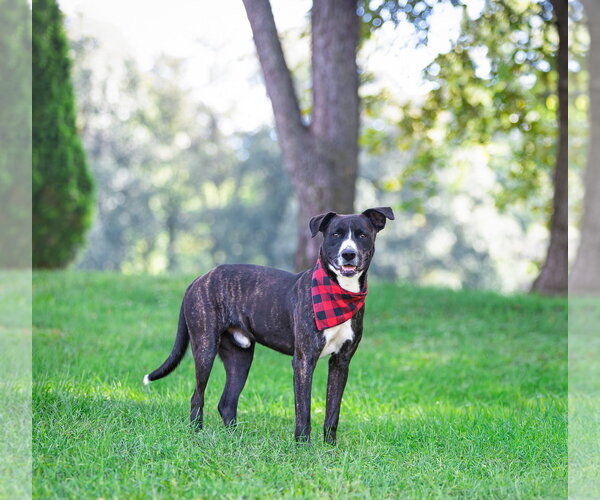 Medium Photo #6 Labrador Retriever-Unknown Mix Puppy For Sale in Unionville, PA, USA