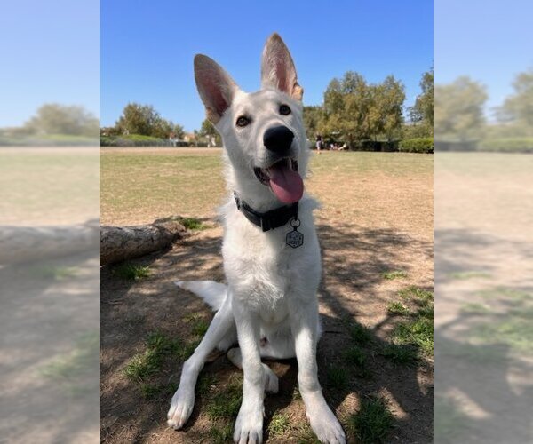 Medium Photo #5 Unknown-white german shepherd Mix Puppy For Sale in Dana Point, CA, USA