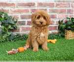 Small #8 Cavapoo (Miniature)