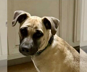 Mutt Dogs for adoption in Canton, CT, USA