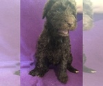 Puppy 2 Labradoodle