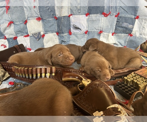 Medium Photo #5 Labrador Retriever Puppy For Sale in RUTHERFORDTON, NC, USA