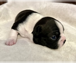 Boston Terrier Puppy for sale in WASHBURN, MO, USA