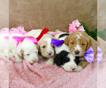 Small Photo #5 Goldendoodle Puppy For Sale in ROY, UT, USA