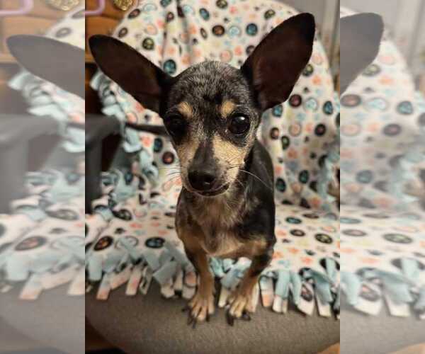 Medium Photo #3 Chihuahua Puppy For Sale in Gulfport, MI, USA