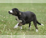 Small #2 Plott Hound Mix