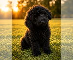 Small #49 Cavapoo (Miniature)