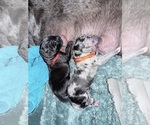 Puppy Orange collar Great Dane