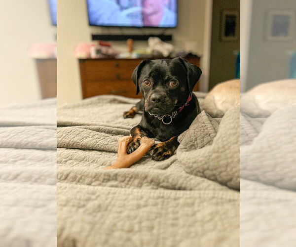 Medium Photo #4 Pug-Unknown Mix Puppy For Sale in Lake Forest, CA, USA