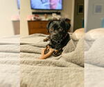 Small #3 Pug Mix