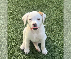 Beagle-Colonial Cocker Spaniel Mix Dogs for adoption in Fort Worth, TX, USA